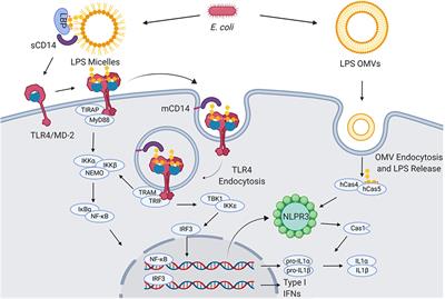 Increasing the Chemical Variety of Small-Molecule-Based TLR4 Modulators: An Overview